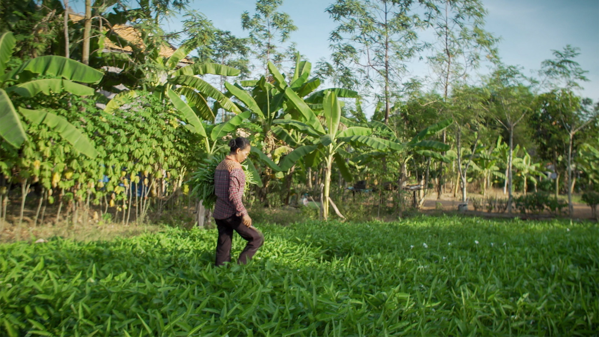 A person carries two baskets through a green field.