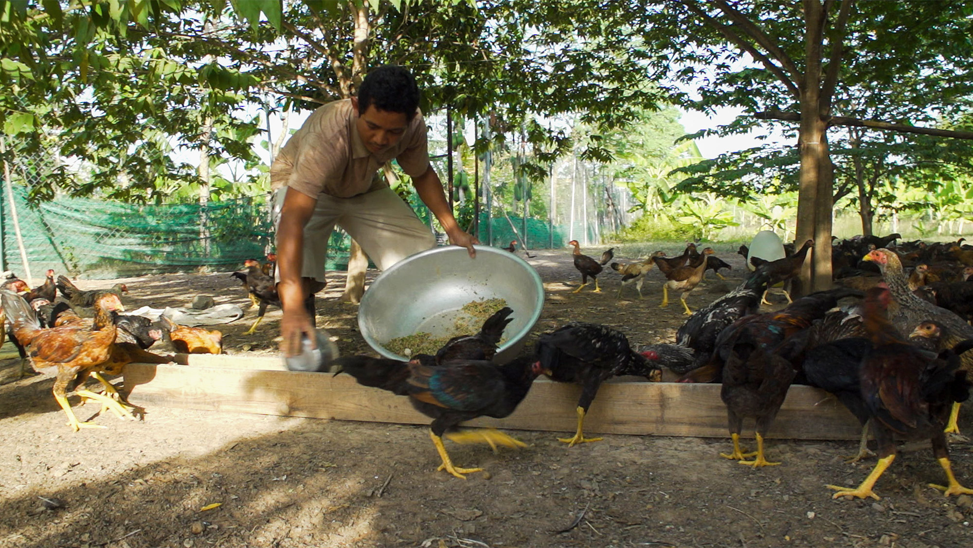 A man feeds chickens beneath a tree.