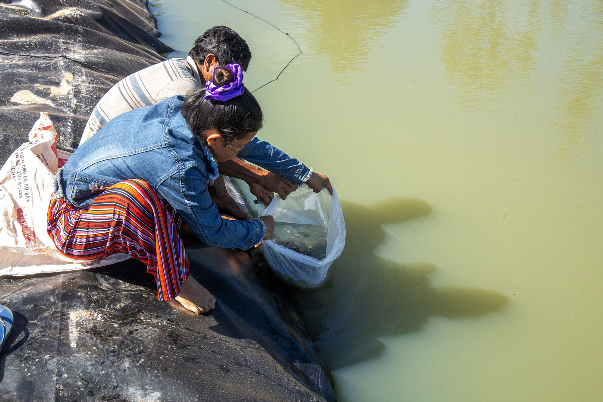 Women release fish from a bag into a pond.