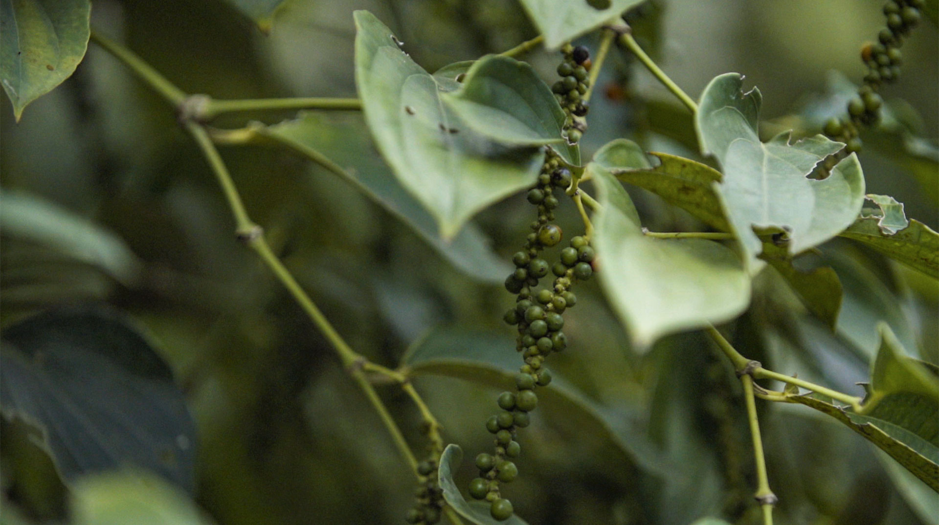 Green peppercorns grow in clusters among the leaves.