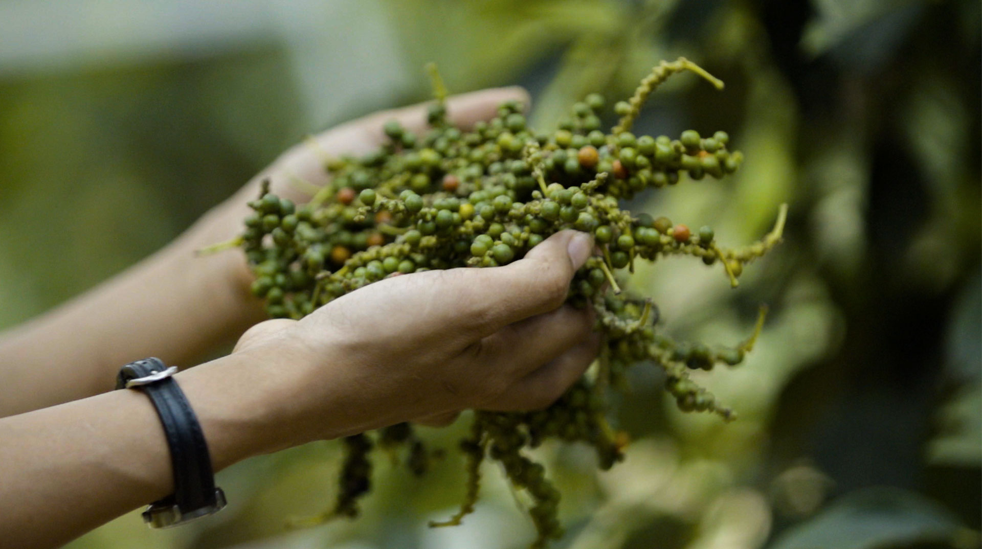 A hand holds freshly harvested green Kampot pepper clusters.