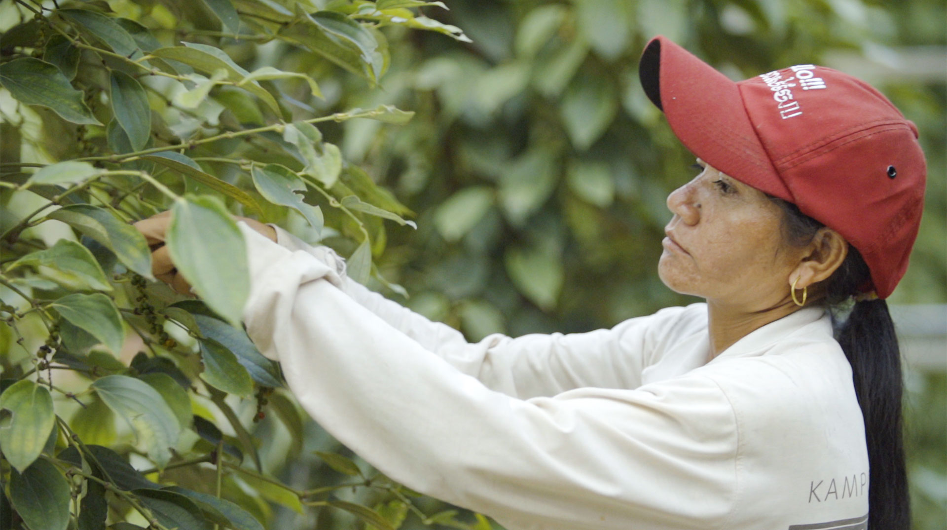A woman wearing a red cap picks pepper.