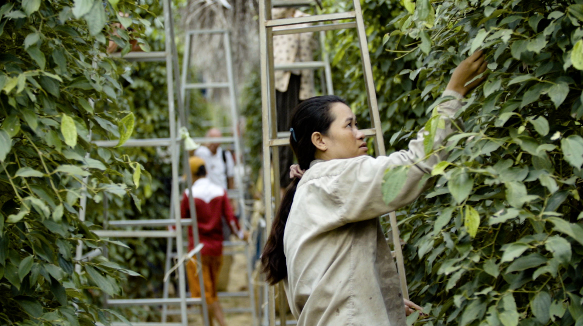 A woman harvests pepper among tall climbing plants.
