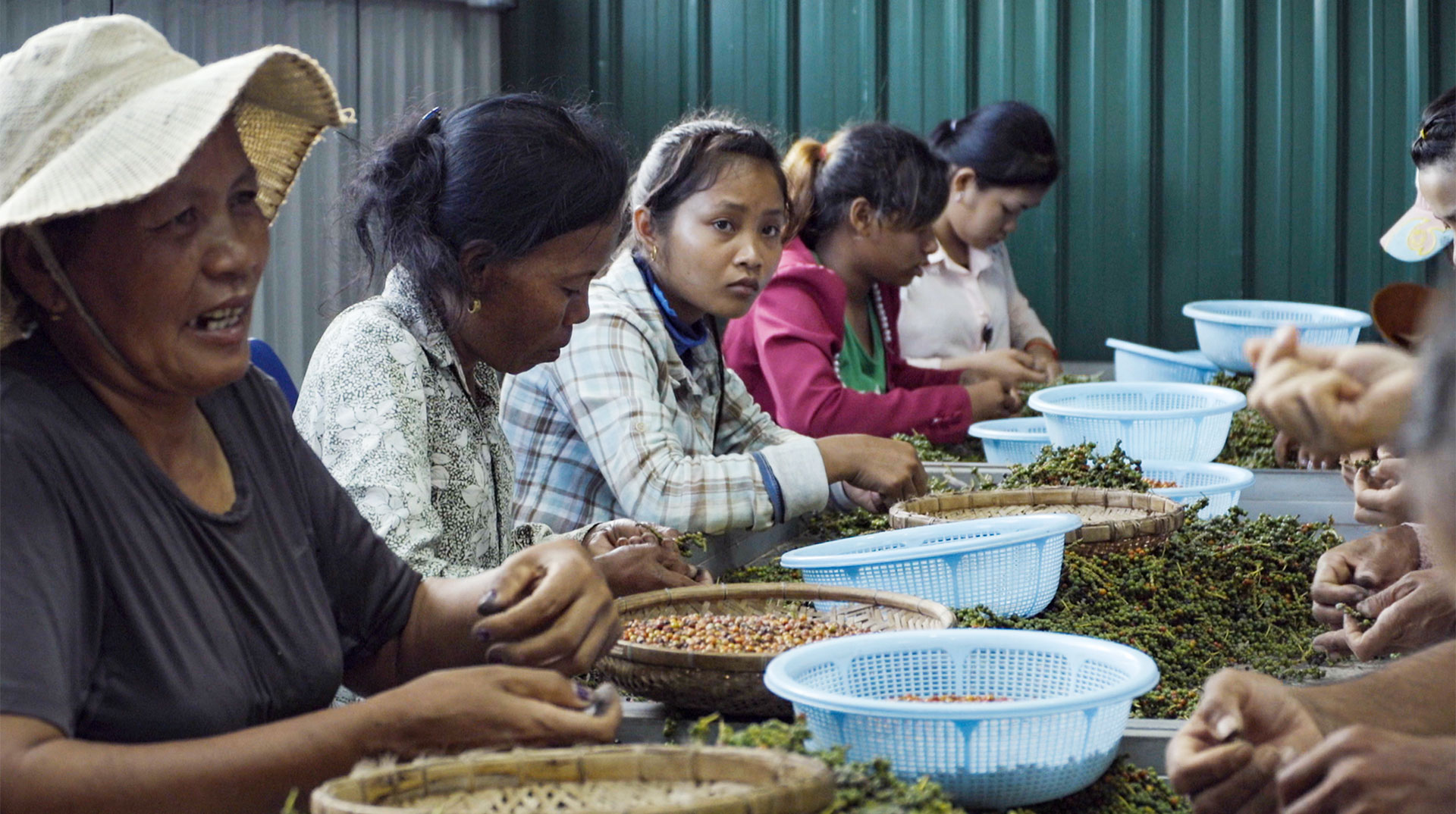 Women sort peppercorns by hand at a table.