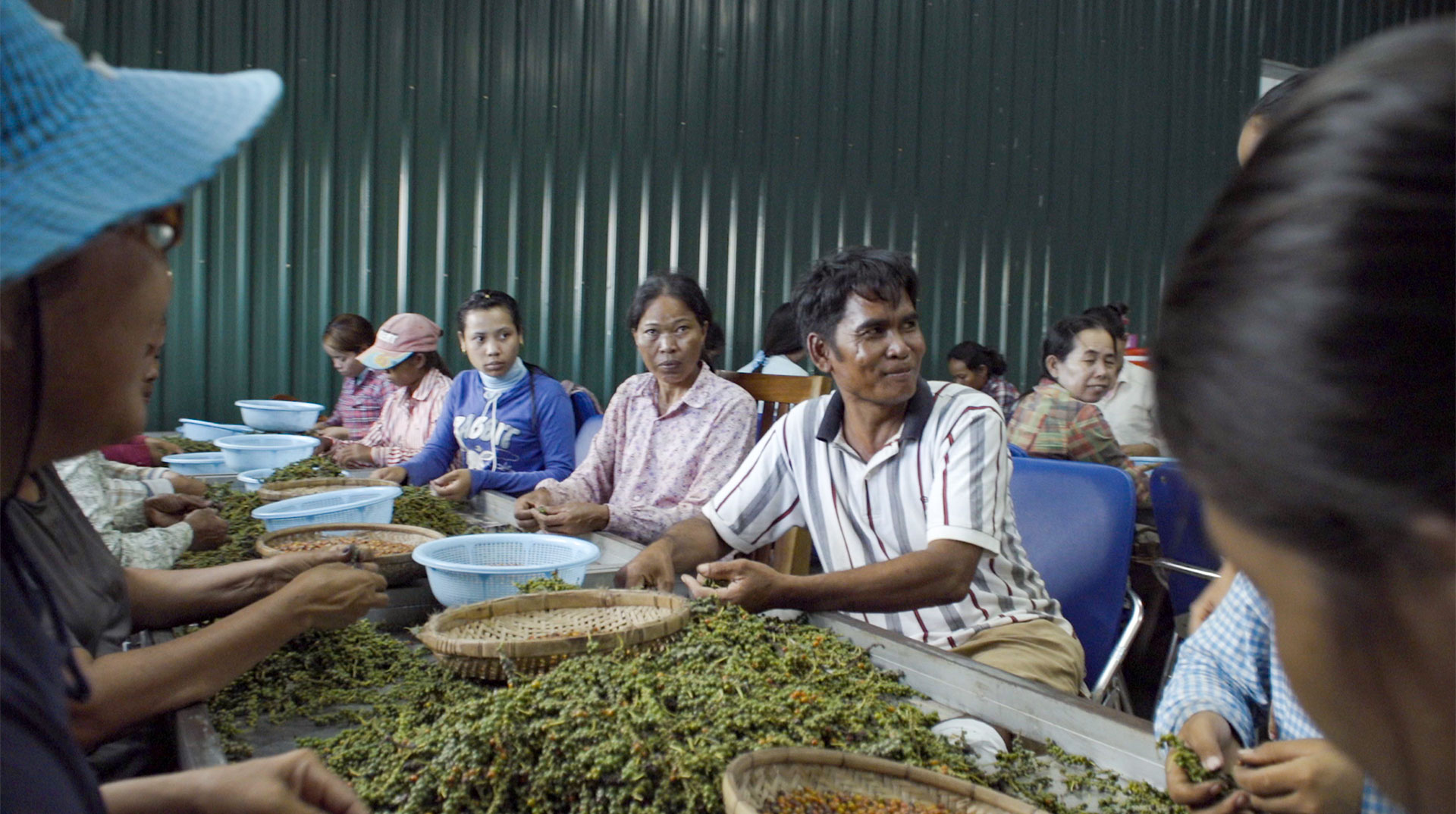 A group of workers sorts the pepper harvest into baskets.