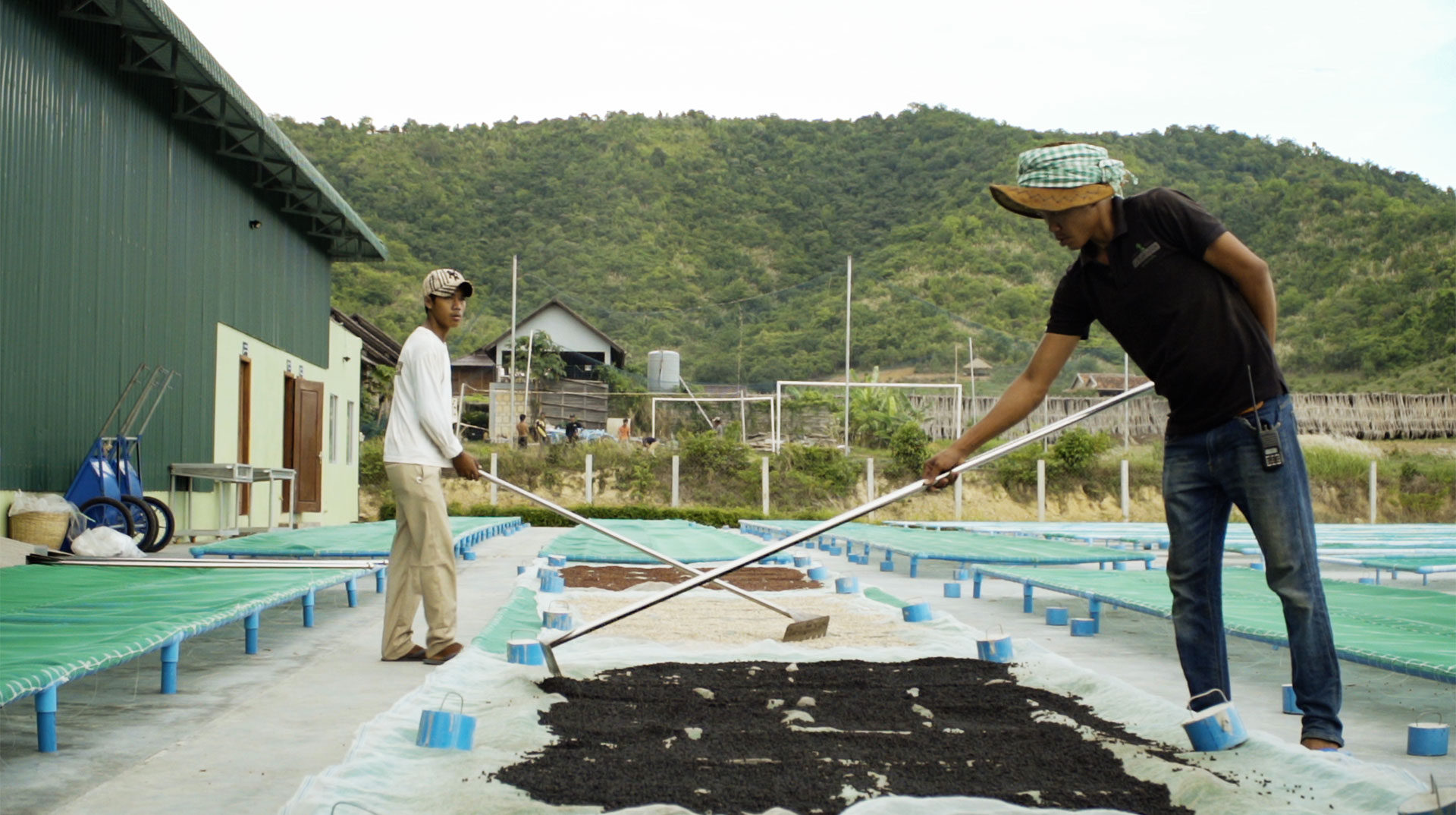 Workers spread peppercorns across a large surface to dry.