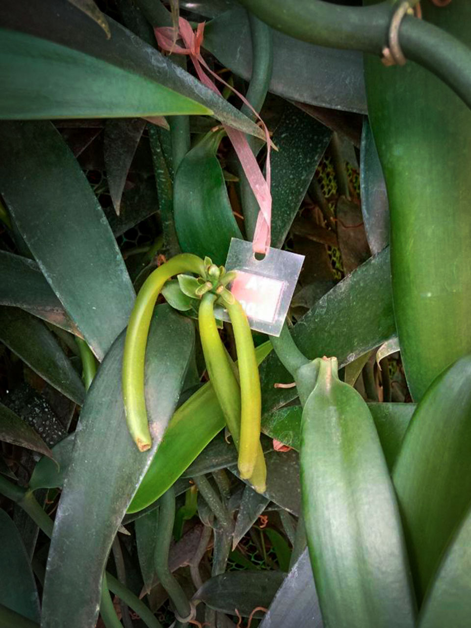 Vanilla-Charity-Agriculture-Cambodia-Beans