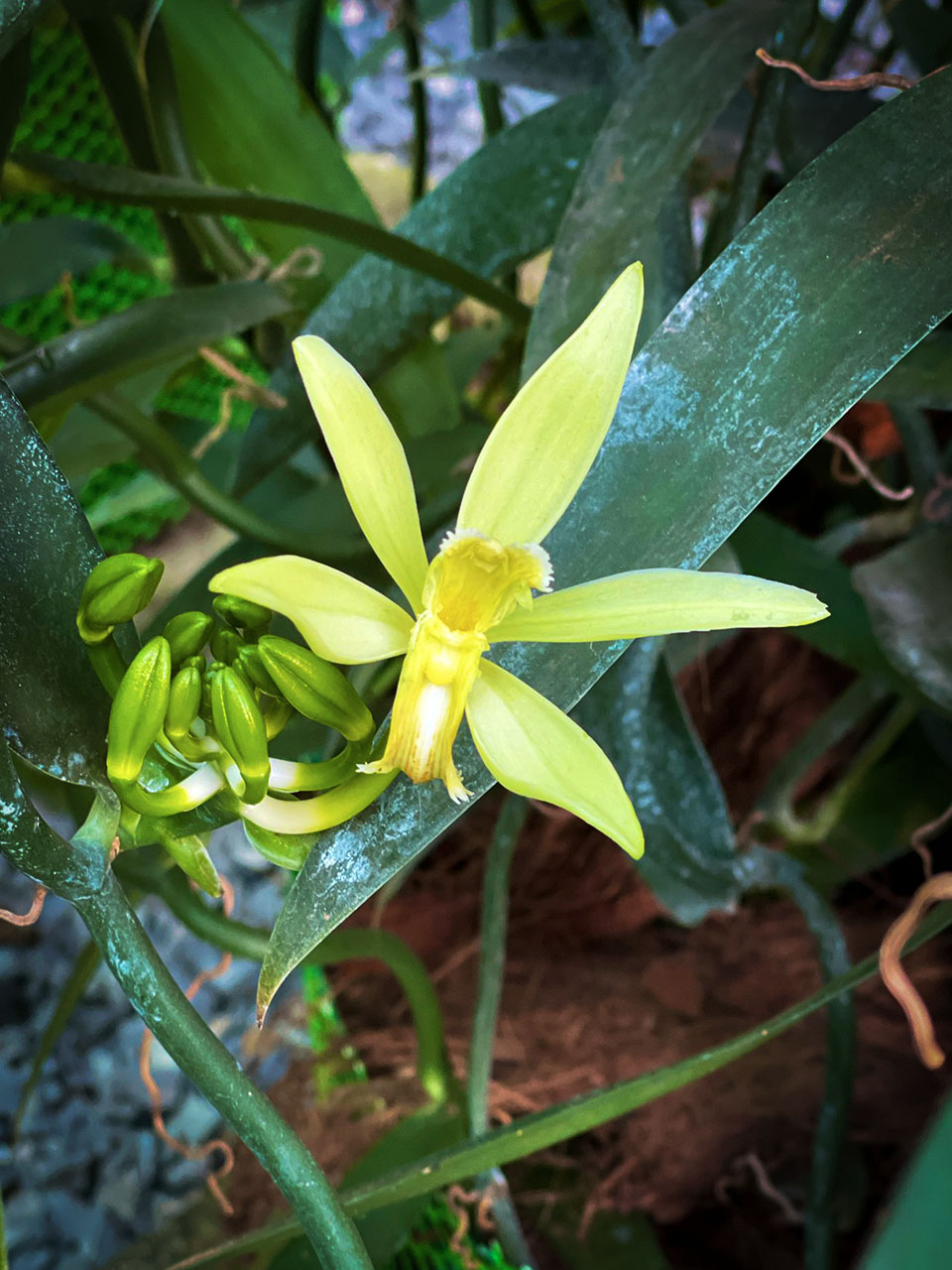 Vanilla-Charity-Agriculture-Cambodia-Flower