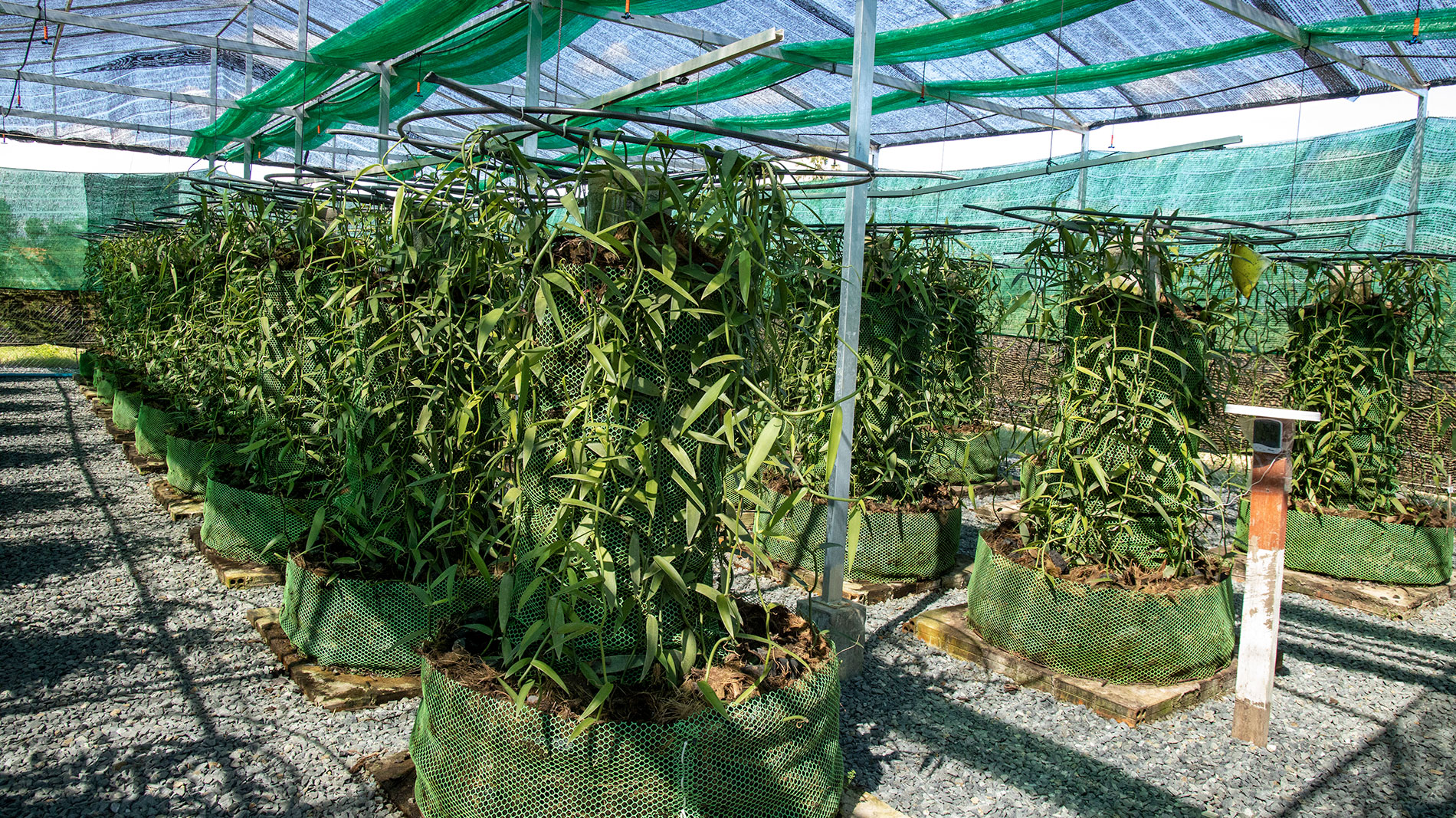 Vanilla-Charity-Agriculture-Cambodia-Greenhouse-Vanilla-plants