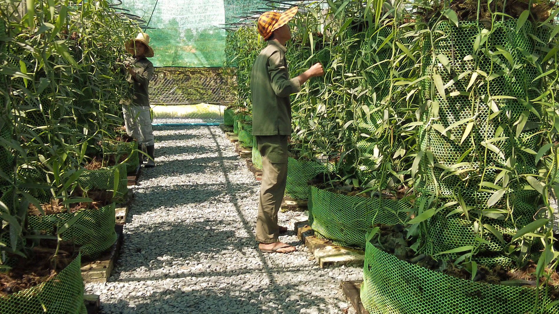 Vanilla-Charity-Agriculture-Cambodia-Greenhouse-Vanillafarmers