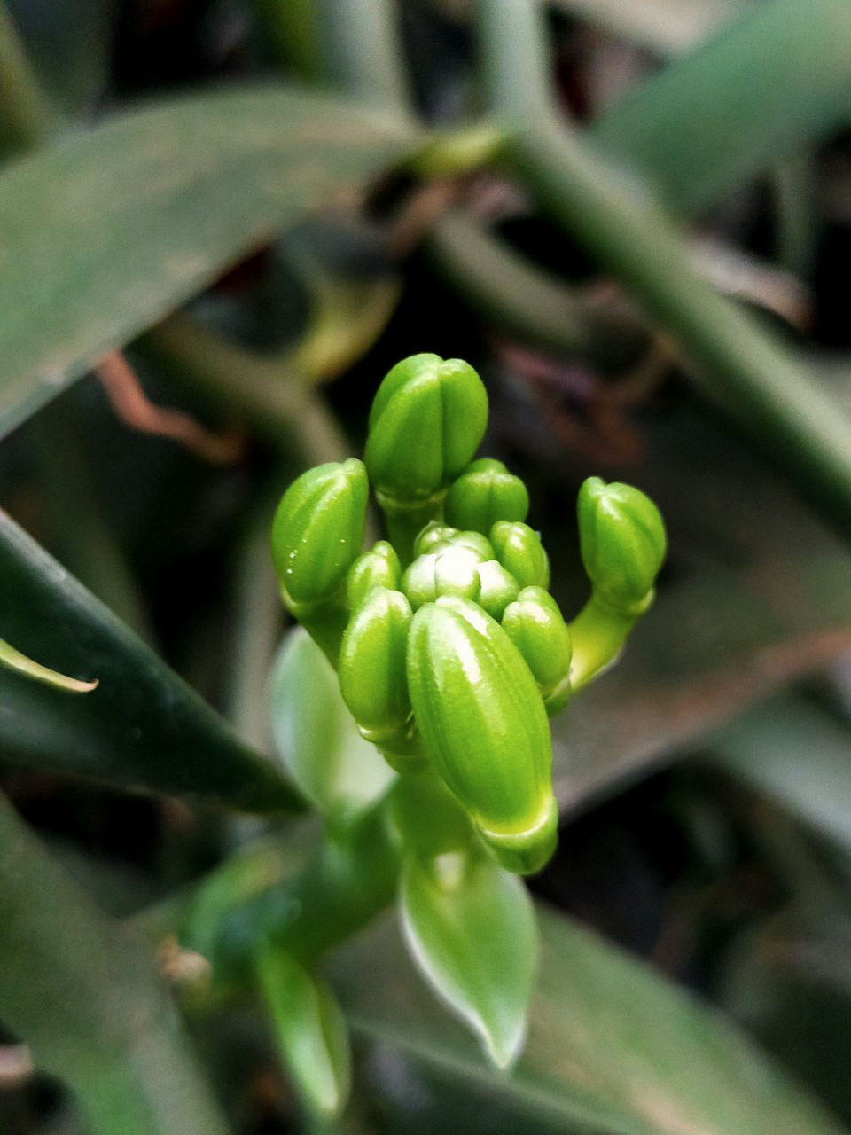 Vanilla-Charity-Agriculture-Cambodia-Knospen