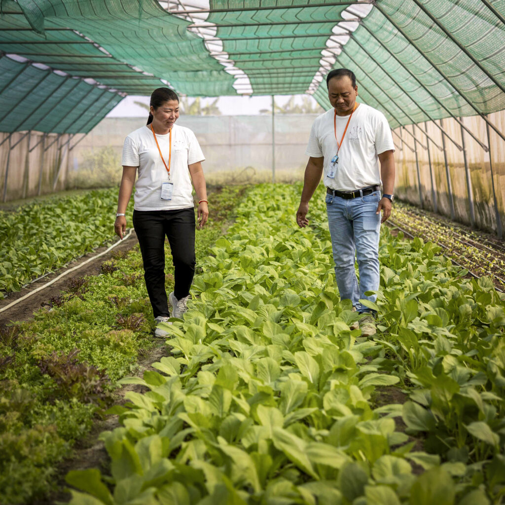 Two trainees among lettuce beds in a greenhouse.